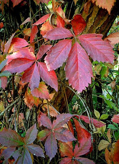 Foglie d''autunno
